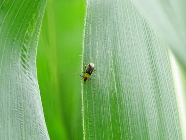 Diabrotica doğal çevrede bir mısır haşeresidir. Yakın plan.