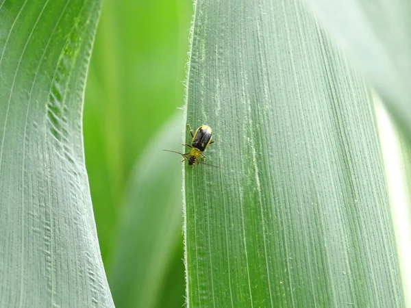 Diabrotica Pest Corn Fields Natural Environment — Stockfoto