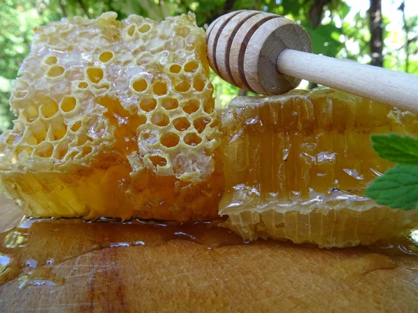 Med Rámu Sbírají Včely — Stock fotografie