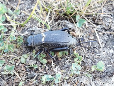 Gryllus Campestris çimlerin üzerinde doğal koşullarda
