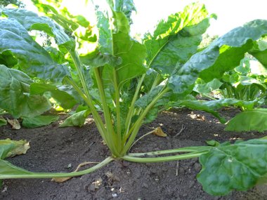 Yemek pişirmek için yeni pancar mahsulü, doğal çevre