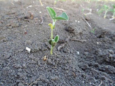 Tarladaki kuraklık yüzünden soya fasulyesi mahsulü yok edildi.
