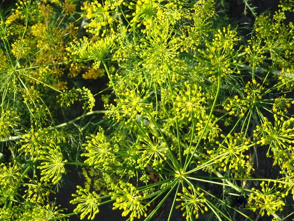 Dill flowers in natural conditions, growing seeds, close-up