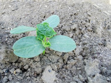 Doğal koşullarda genç salatalıklar, yakın plan.