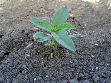 Amaranthus albu tarlada, doğal şartlarda bir yabani ottur.