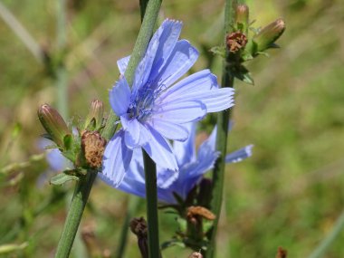 Doğal koşullarda mavi hindiba çiçekleri