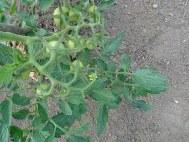 Domatesleri tarlada hasat et. Doğal koşullarda yeşil domatesler