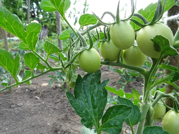 Harvest tomatoes in the field. Green tomatoes in natural conditions