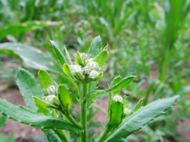Tarlada devedikenleri, doğal şartlarda yabani otları