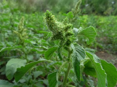 Amaranthus albu tarlada, doğal şartlarda bir yabani ottur.