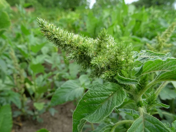 Amaranthus Albu Field Weed Natural Conditions Close — Stock Photo, Image