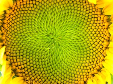 Tarlada açan ayçiçekleri, yakın plan çiçekleri, bir demet çiçekleri