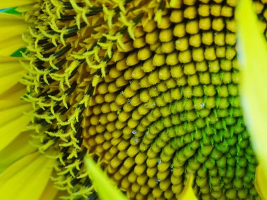 Tarlada açan ayçiçekleri, yakın plan çiçekleri, bir demet çiçekleri