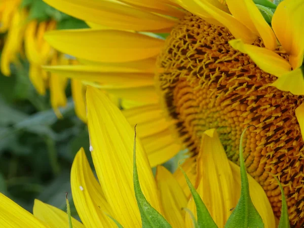 Blooming sunflowers in the field, flower close-up, bunch of flowers