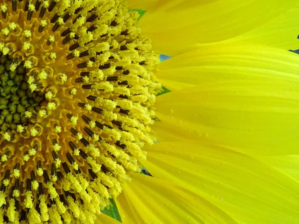 Blooming sunflowers in the field, flower close-up, bunch of flowers