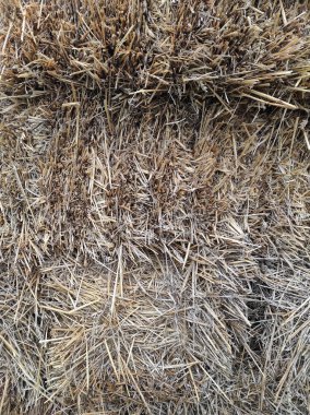Dry grass for cattle feed, harvested straw, background image