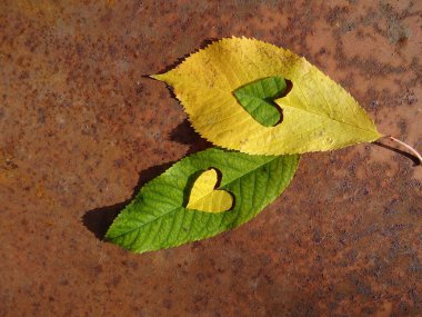 Bright hearts on autumn leaves, leaves and hearts background image