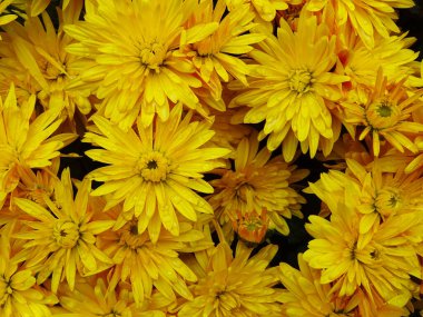 Bright flowers, chrysanthemums in bloom, beautiful flowers for a gift, background image