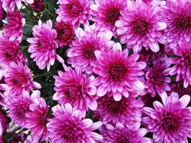Bright flowers, chrysanthemums in bloom, beautiful flowers for a gift, background image