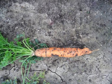Crop of carrots in the field for eating, harvesting,  close-up