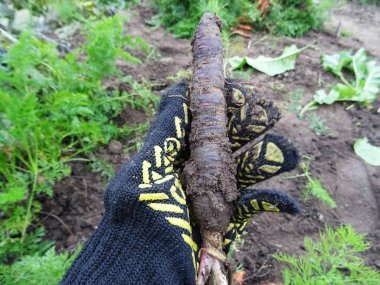 Crop of carrots in the field for eating, harvesting,  close-up