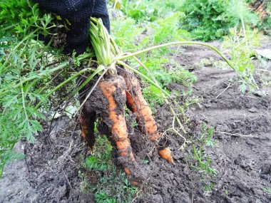 Crop of carrots in the field for eating, harvesting,  close-up