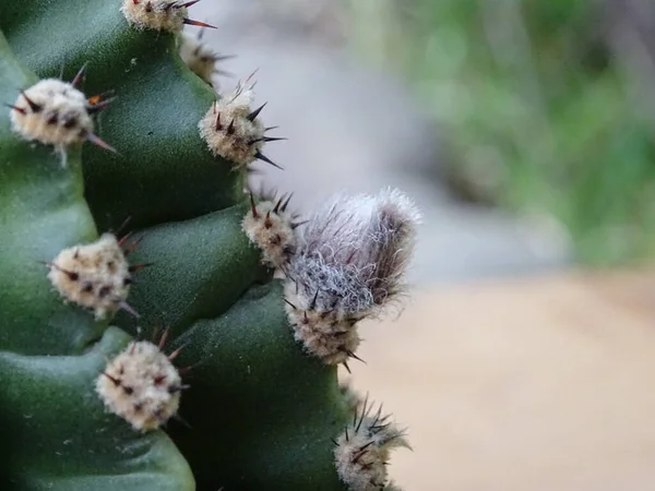Cacti at home, cactus flowers, close-up house plants, Cactaceae