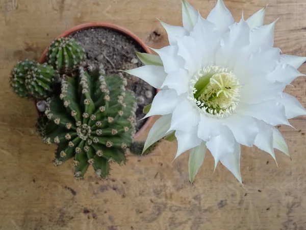 Cacti at home, cactus flowers, close-up house plants, Cactaceae