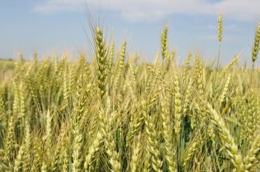 Ripe ears of grain in the field, harvesting, agriculture in natural conditions