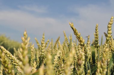 Ripe ears of grain in the field, harvesting, agriculture in natural conditions
