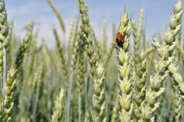 Ripe ears of corn in the field, pests on the ears, Anisoplia austriaca destroys the crop, agriculture in natural conditions