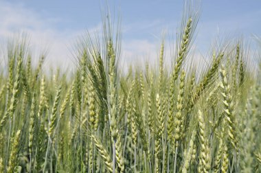 Ripe ears of grain in the field, harvesting, agriculture in natural conditions