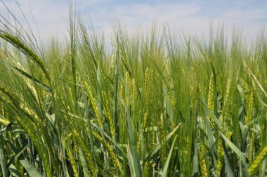 Ripe ears of grain in the field, harvesting, agriculture in natural conditions