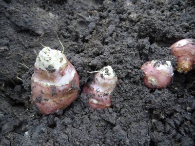 Harvesting in the field, Helianthus tuberosus in the soil, growing the crop