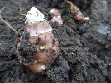 Harvesting in the field, Helianthus tuberosus in the soil, growing the crop