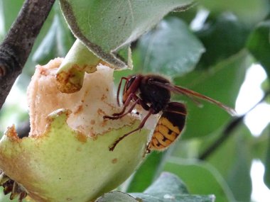 Harvest of fresh pears, tasty and healthy fruits close-up, set