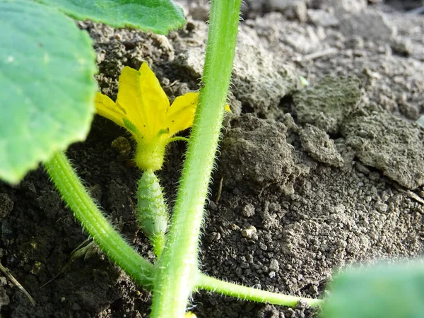 Young cucumber plants in natural conditions, close-up, agriculture