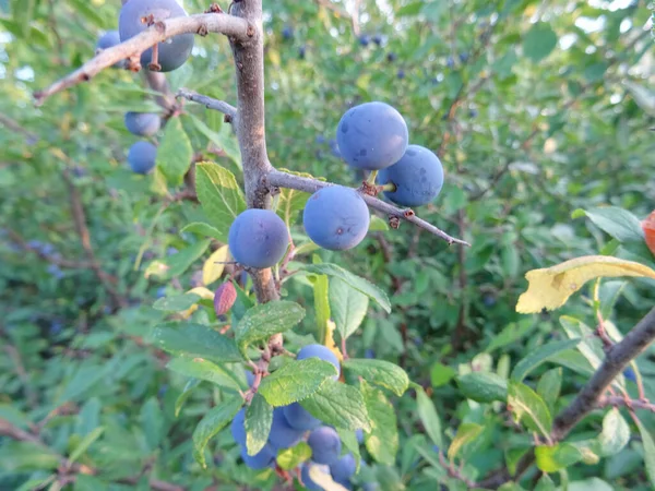 Prunes in natural conditions, wild berries for food, harvest of wild berries