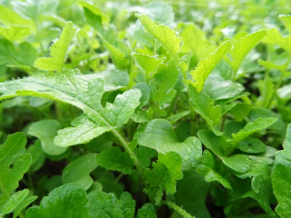 Growing mustard in natural conditions, young mustard plants in the field close-up