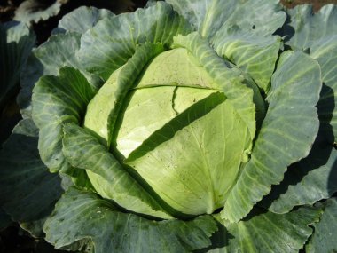 Growing cabbage, harvesting cabbage in the field, harvesting, close-up