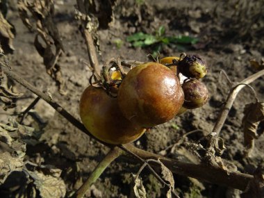 Tomatoes infected with Phytophthora infestans in natural conditions, loss of tomato harvest
