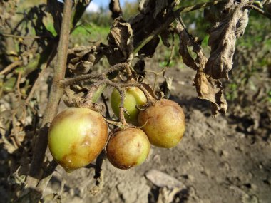 Tomatoes infected with Phytophthora infestans in natural conditions, loss of tomato harvest