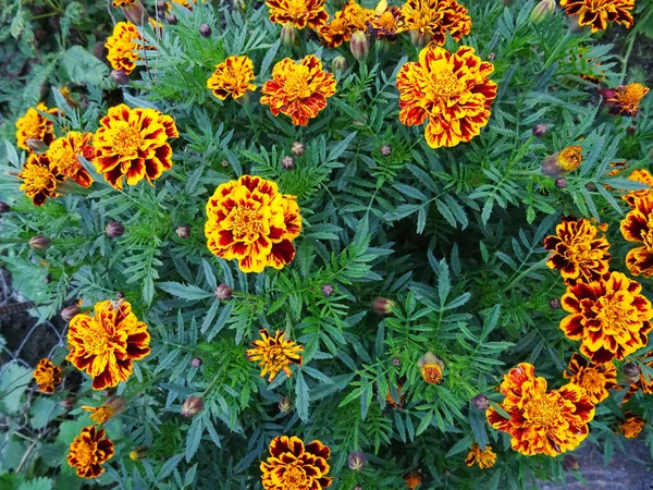 Blooming Marigolds Garden Fragrant Flowers Natural Conditions Close — Stock Photo, Image