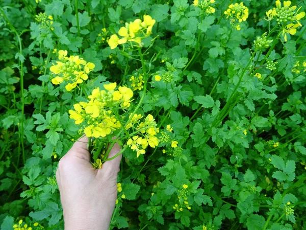 Growing mustard in natural conditions, young mustard plants in the field close-up, mustard flowers