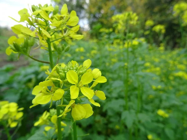 Growing mustard in natural conditions, young mustard plants in the field close-up, mustard flowers