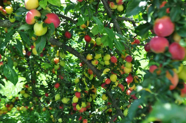Prunus Betakarítás Természetes Körülmények Között Gyümölcs Betakarítás Érett Gyümölcs Egy — Stock Fotó