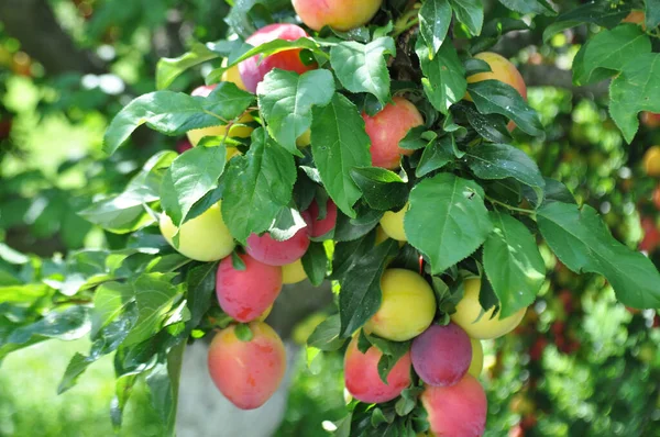 투스는 상태에서 과일을 수확한다 가지에 단풍나무 열매를 심는다 — 스톡 사진
