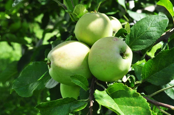 花园里成熟的苹果 在自然条件下收获苹果 — 图库照片