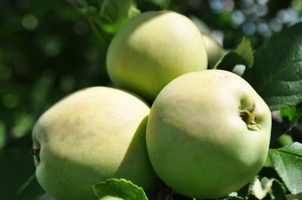 庭のリンゴを熟し 自然条件でリンゴを収穫する — ストック写真