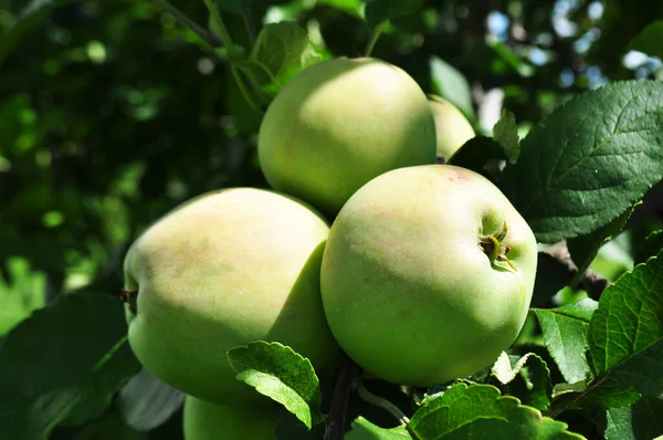 상태에서 사과를 수확하면서 정원에서 사과를 놓는다 — 스톡 사진